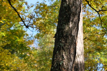 tree trunk with a bird