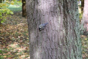 tit on a tree trunk