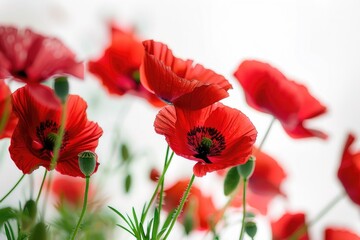 Naklejka premium A vibrant field of red poppies with green stems against a natural background