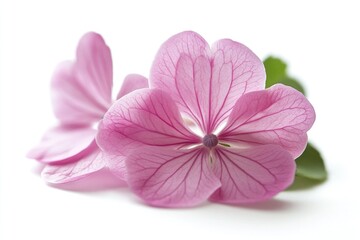 Obraz premium A single pink flower on a white surface in high detail
