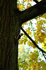 Obraz premium woodpecker on a tree trunk