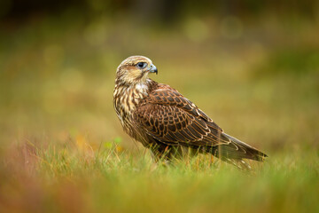 Raroh landed on the ground in the leaves.