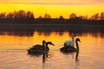 Fototapeta premium A Beautiful and Serene Sunset Featuring Graceful Swans Gliding on the Calm Water Surface