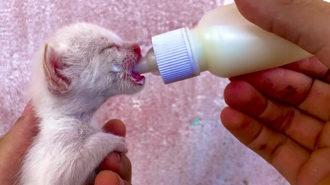 Cute kitten being fed with milk in a bottle, 4K