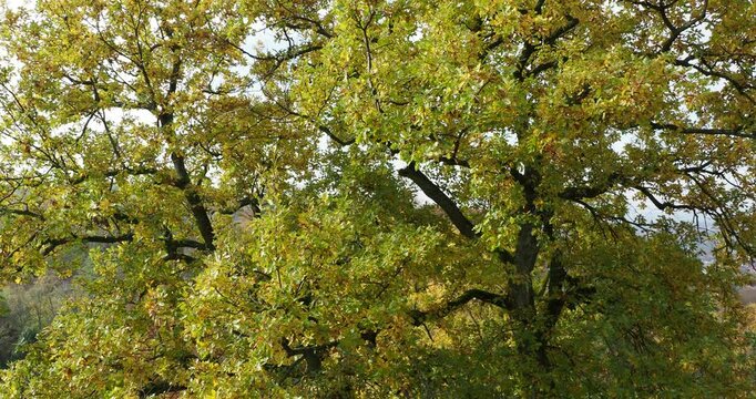 Pubescent oak (Quercus pubescent) Large tree with rough, pale gray bark craked into deep furrows covered of leathery and lobed leaves groups at ends of twigs in fall colors