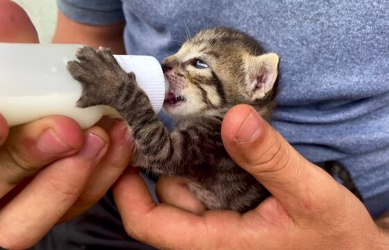 Cute kitten being fed with milk in a bottle, 4K
