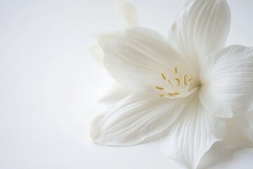 Obraz premium A detailed view of a single flower on a clean white surface