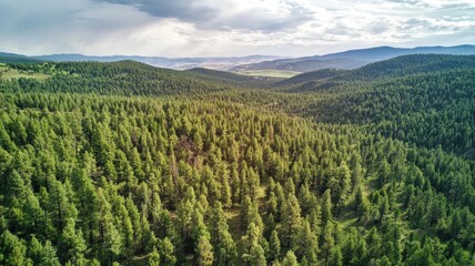 Obraz premium Aerial View of Lush Evergreen Forest