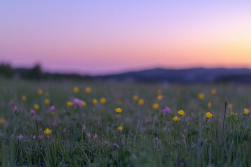 Naklejka premium A field filled with vibrant yellow and pink flowers