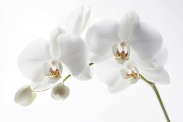 A close-up shot of two white flowers in a decorative vase