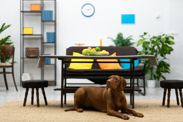 A modern living room with a dog and colorful accents that enhance its charm and ambience