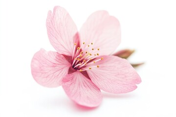 A close-up of a single pink flower on a white surface