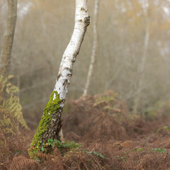 Silver birch