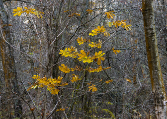 Autum's end
