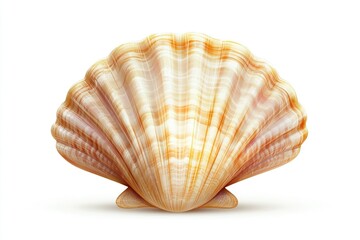 Obraz premium A single seashell sits on a clean white background with a subtle shadow