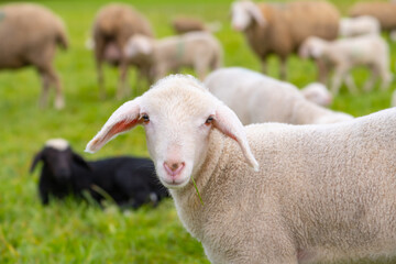 Naklejka premium Portrait of a lamb on a pasture in Germany. The Merino is a breed of domestic sheep, with fine soft wool. Cute young animal with white fur and unfocused herd in the background. Black lamb and familiy.