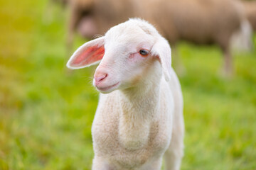 Obraz premium Portrait of a lamb on a pasture in Germany. The Merino is a breed of domestic sheep, characterised by very fine soft wool. Cute curious baby animal with white fur and unfocused herd in the background