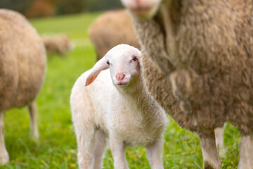 Fototapeta premium Young Merino lamb snuggles up to its mother (Zippe) in a flock of sheep in Germany. Animal portrait that symbolically radiates security and closeness. The soft white wool is a popular farm product.