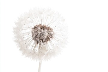 A close-up shot of a single dandelion flower on a white background