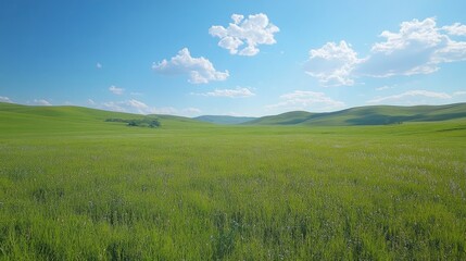 Fototapeta premium Rolling Green Hills Under a Blue Sky with Fluffy Clouds