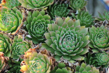 The common houseleek, Sempervivum tectorum, also known as hens and chicks, grouped together....