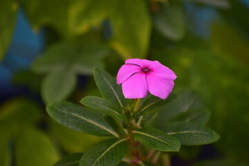 Catharanthus roseus, commonly known as bright eyes, Cape periwinkle, graveyard plant, Madagascar...