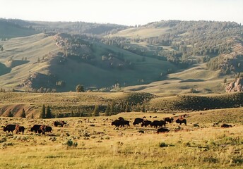 a herd of buffalo in the hills