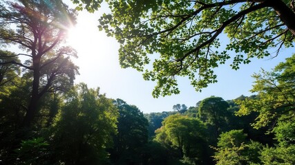 Obraz premium Lush green forest background with tall trees and sunlight filtering through the canopy, green, wild