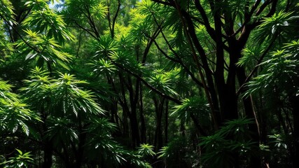 Lush green forest with sunlight filtering through tall trees and dense foliage, wilderness, vibrant