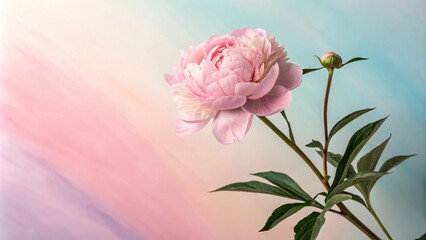 Fototapeta premium A delicate pink peony flower blooms against a backdrop of soft pink hues and pastel colors, adding a touch of elegance to the scene., soft pink, elegant, outdoor, pastel colors