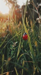 Radiant Ladybug on a Blade of Grass: A Nature's Embrace