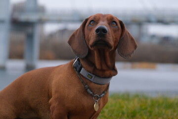 A dachshund dog is playing outside