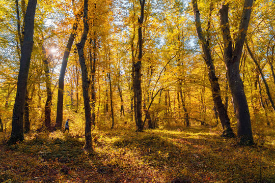 Sunny morning in the yellow autumn forest