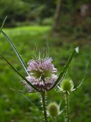close-up of flowering wild teasel (Dipsacus fullonum) in the park on a sunny day