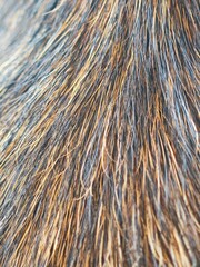 detail of shepherd dog fur