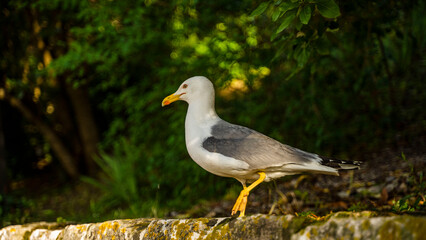 ptaki  chorwacja turysta krajobraz morze piękne widoki  © Tymoteusz