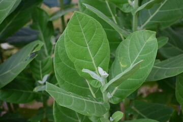 Calotropis gigantea (Giant calotrope), the crown flower, is a species of Calotropis