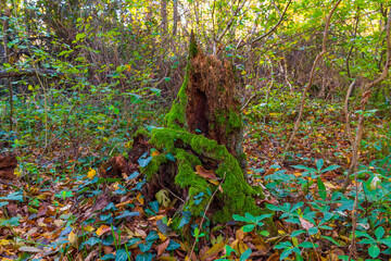 An old stump covered with green moss