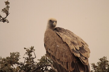vulture in the Monfrague park