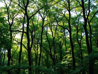 Fototapeta premium Lush green forest background with tall trees, dense foliage, and sunlight filtering through the canopy, peaceful, greenery