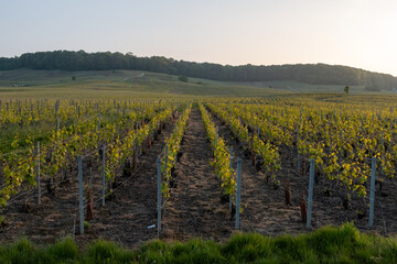Fototapeta premium Landscape with green grand cru vineyards near Avize, region Champagne, France. Cultivation of white chardonnay wine grape on chalky soils of Cote des Blancs.