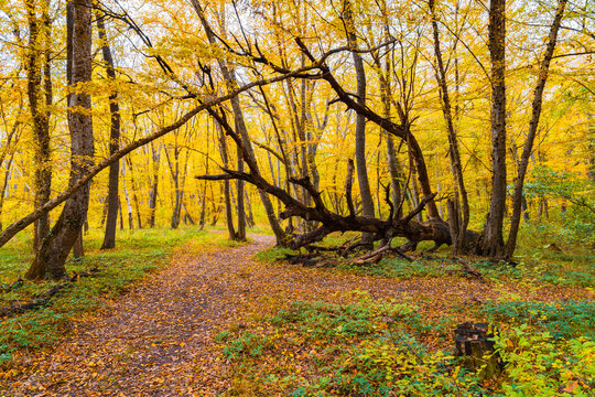 Old fallen tree in yellow autumn forest
