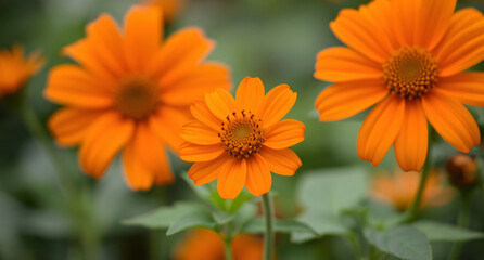 Orange flower in the garden