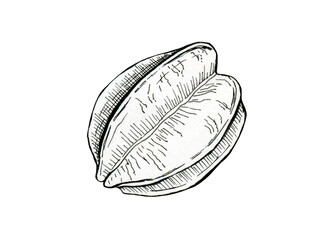 Star fruit or Carambola fruit elements botanical illustration. Black ink hand drawn sketch isolated on white background, design element.