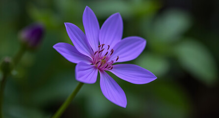 Fototapeta premium Purple flower