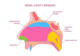 Obraz premium Labeled Nasal Cavity Regions Diagram. Vector Illustration of Olfactory, Respiratory, Nasopharynx, and Vestibule Anatomy for Medical and Educational Applications
