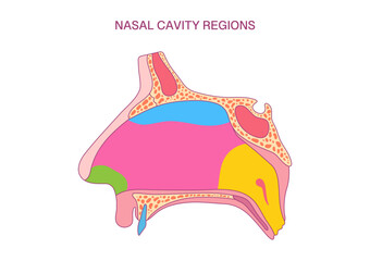 Obraz premium Nasal Cavity Regions Diagram. Detailed Anatomy Illustration for Medical and Educational Purposes