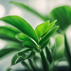 Obraz premium plant in a flowerpot 