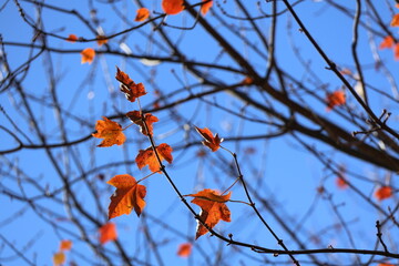 A photograph of colorful fall leaves on a clear blue day in November.