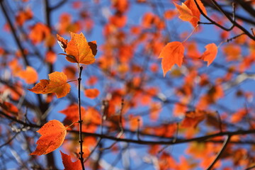A photograph of colorful fall leaves on a clear blue day in November.